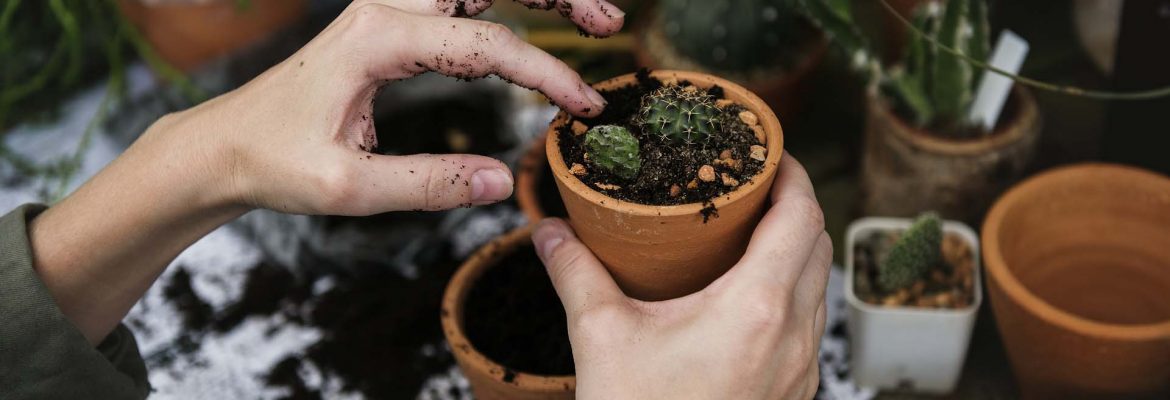 hướng dẫn sử dụng giấm gỗ