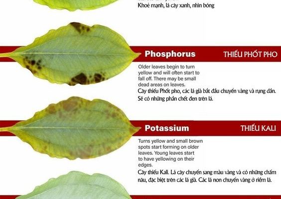 nhận biết cây thiếu dinh dưỡng qua lá